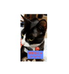 たまにゃ(=^ω^=)シリーズ（個別スタンプ：6）
