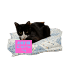 たまにゃ(=^ω^=)シリーズ（個別スタンプ：8）