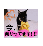 黒柴まめたくん②（個別スタンプ：7）