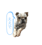 常用ぶさかわフレブルスタンプPart2（個別スタンプ：8）