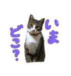 ぐみさんすたんぷ（個別スタンプ：5）
