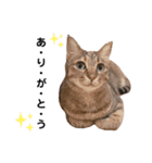 我が家の愉快な猫。（個別スタンプ：1）