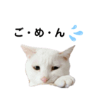 我が家の愉快な猫。（個別スタンプ：2）