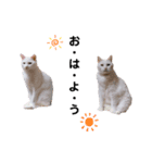 我が家の愉快な猫。（個別スタンプ：4）