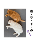 我が家の愉快な猫。（個別スタンプ：5）