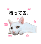 我が家の愉快な猫。（個別スタンプ：6）