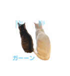 我が家の愉快な猫。（個別スタンプ：7）