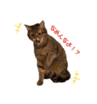 我が家の愉快な猫。（個別スタンプ：8）