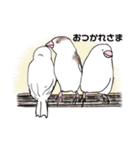 十姉妹のかわいいスタンプ（個別スタンプ：5）