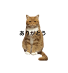 トッティ スタンプ（個別スタンプ：1）