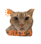 使いやすい愛猫スタンプ（個別スタンプ：3）