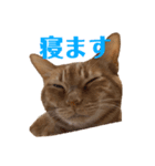 使いやすい愛猫スタンプ（個別スタンプ：4）