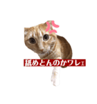 使いやすい愛猫スタンプ（個別スタンプ：5）