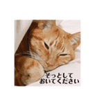 使いやすい愛猫スタンプ（個別スタンプ：6）