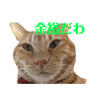 使いやすい愛猫スタンプ（個別スタンプ：7）