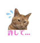 使いやすい愛猫スタンプ（個別スタンプ：8）