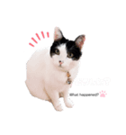The feelings of COROSHACHO（個別スタンプ：2）
