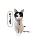 The feelings of COROSHACHO（個別スタンプ：3）