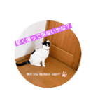 The feelings of COROSHACHO（個別スタンプ：5）