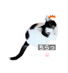 The feelings of COROSHACHO（個別スタンプ：7）