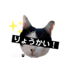 The feelings of COROSHACHO（個別スタンプ：8）