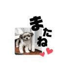 むぎちゃんだよ②（個別スタンプ：3）
