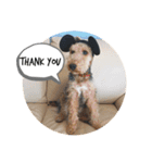 Welsh terrier Leon（個別スタンプ：1）
