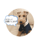 Welsh terrier Leon（個別スタンプ：2）