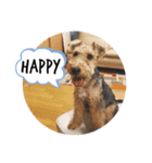 Welsh terrier Leon（個別スタンプ：3）