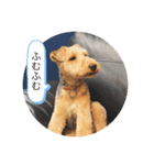 Welsh terrier Leon（個別スタンプ：4）