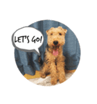 Welsh terrier Leon（個別スタンプ：5）