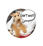 Welsh terrier Leon（個別スタンプ：6）