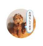 Welsh terrier Leon（個別スタンプ：7）
