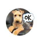 Welsh terrier Leon（個別スタンプ：8）
