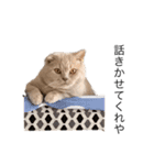 猫スタンプVer．1（個別スタンプ：2）