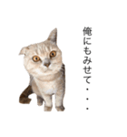 猫スタンプVer．1（個別スタンプ：3）