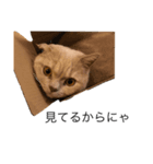 猫スタンプVer．1（個別スタンプ：5）