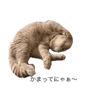 猫スタンプVer．1（個別スタンプ：8）