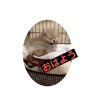 子犬 ポメラニアン（個別スタンプ：1）