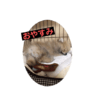 子犬 ポメラニアン（個別スタンプ：2）