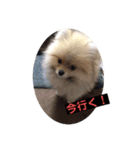 子犬 ポメラニアン（個別スタンプ：3）