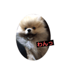 子犬 ポメラニアン（個別スタンプ：5）