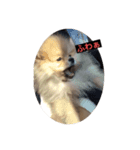 子犬 ポメラニアン（個別スタンプ：6）