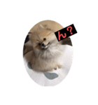 子犬 ポメラニアン（個別スタンプ：7）