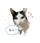 ふくちゃん すたんぷ2（個別スタンプ：5）