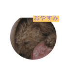 といぷーどるすたんぷ（個別スタンプ：1）