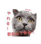 風太と祭りがあなたを全肯定するスタンプ（個別スタンプ：6）