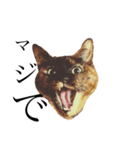 猫で伝えたい感情（個別スタンプ：1）