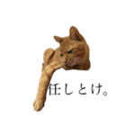 猫で伝えたい感情（個別スタンプ：2）
