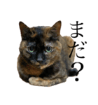 猫で伝えたい感情（個別スタンプ：3）
